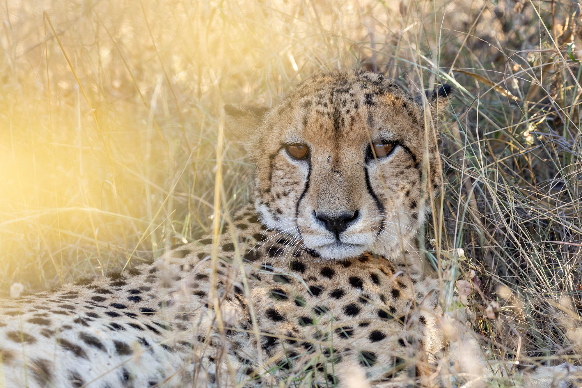 Karongwe-Flora-And-Fauna-397