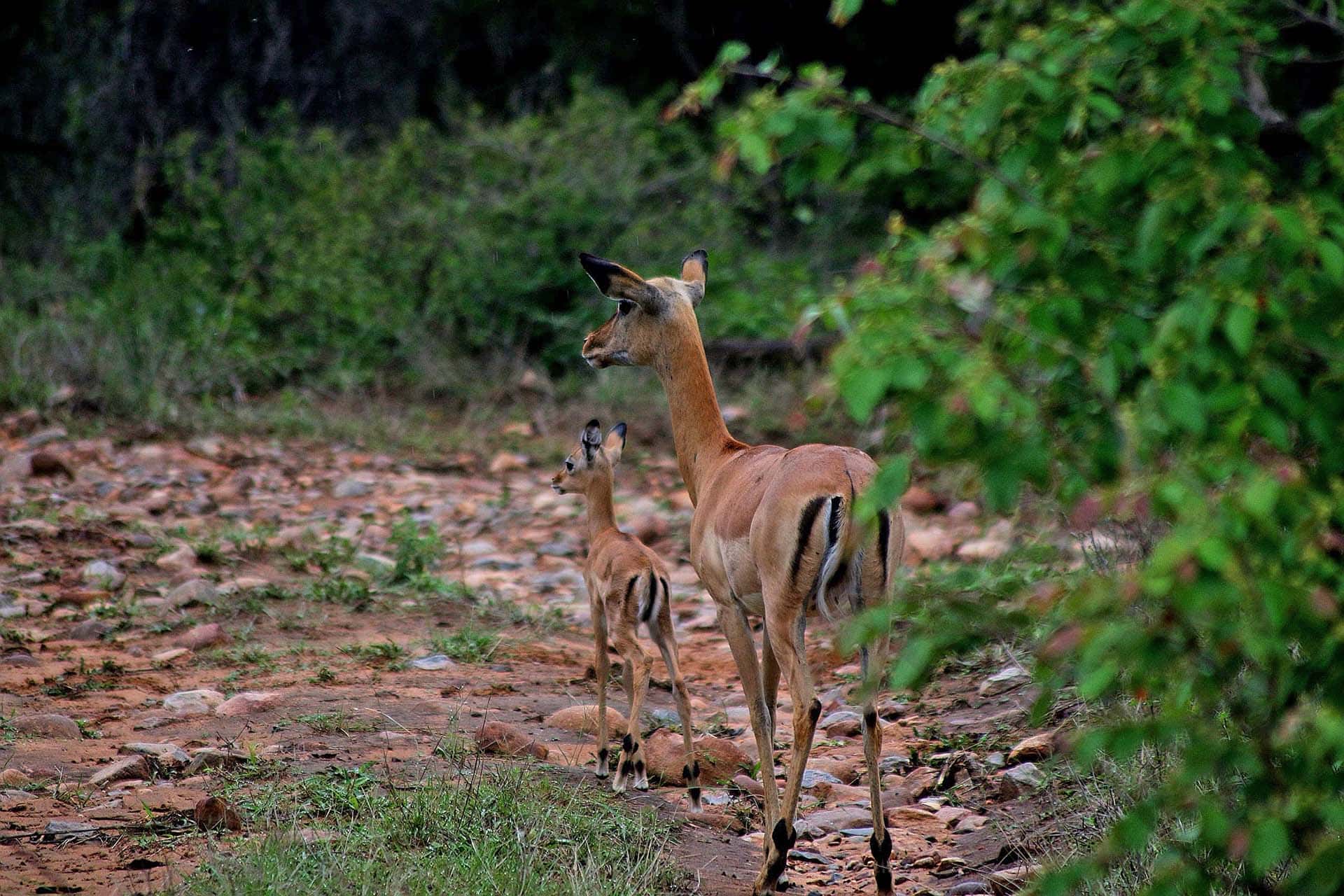 Karongwe-Wildlife-24