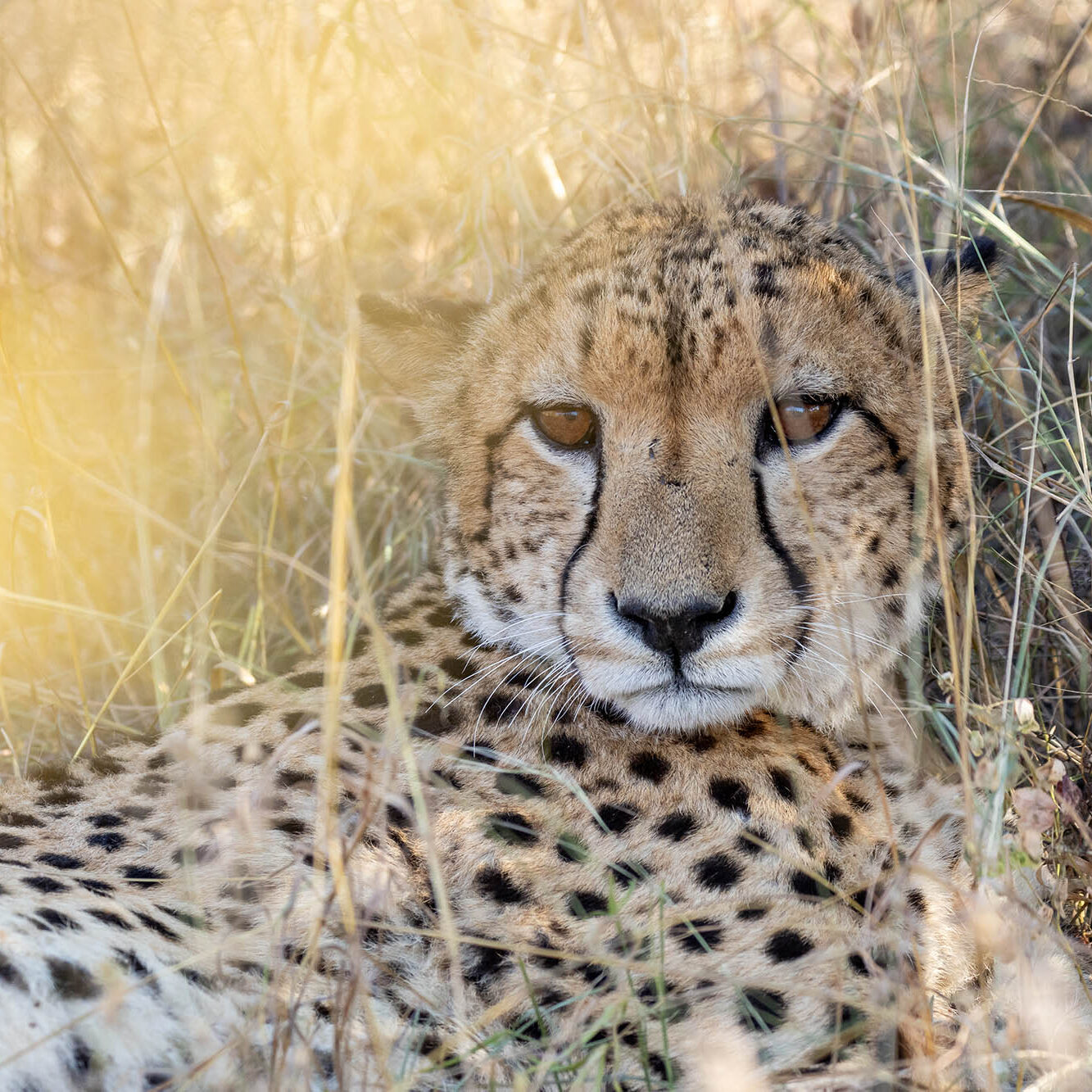 Karongwe-Flora-And-Fauna-397