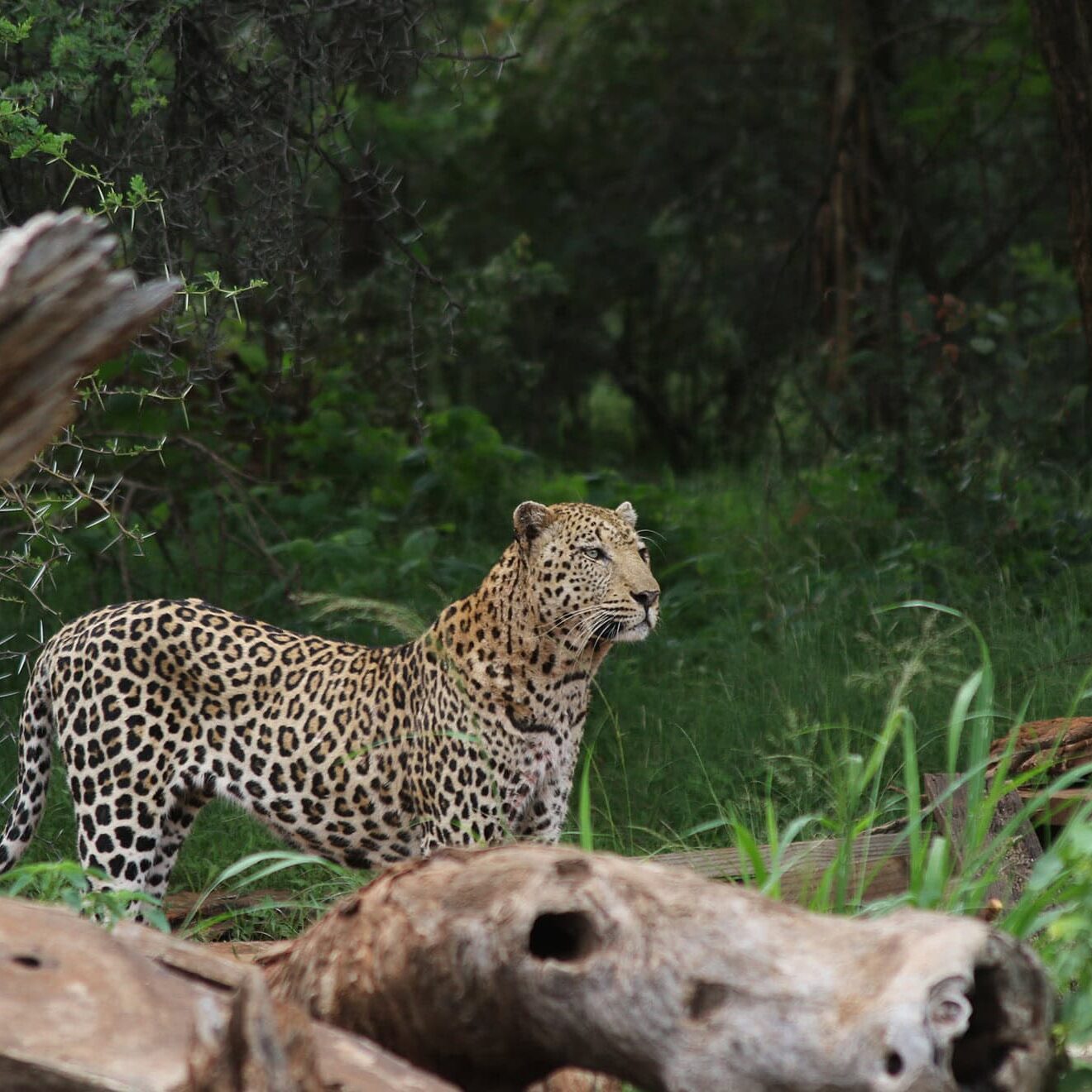 Karongwe-Leopard-12