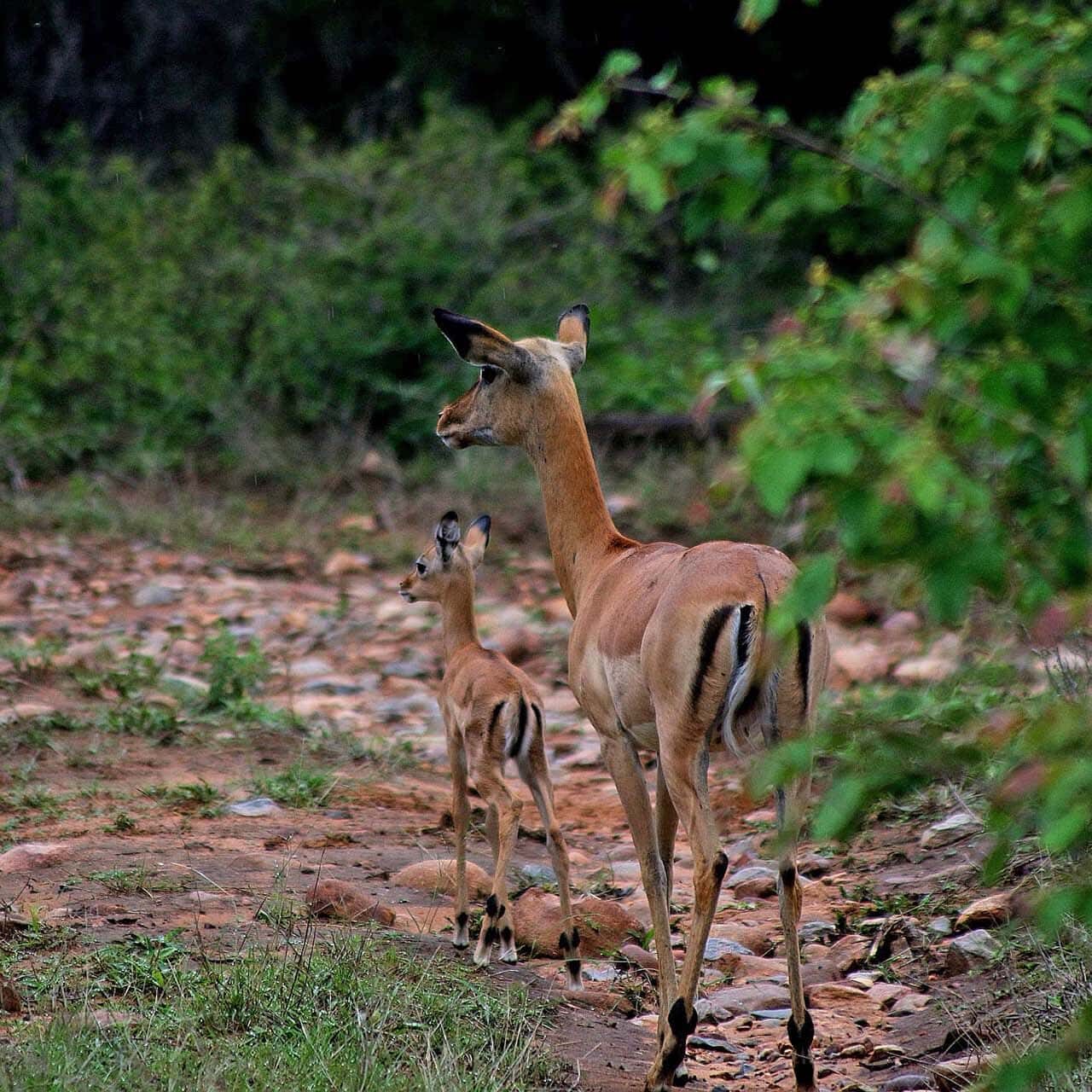 Karongwe-Wildlife-24